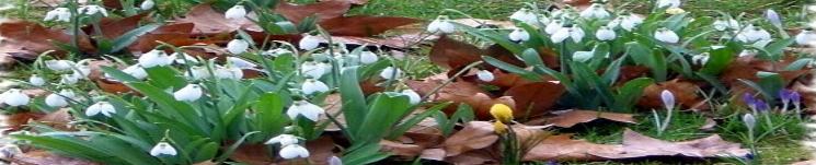 Banner-seifenshop-schneegl